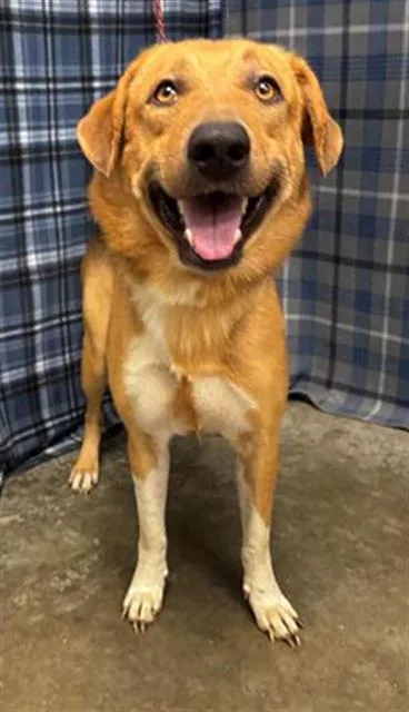 A young large-sized male Labrador Retriever dog named Birch for adoption in Rosenberg, TX