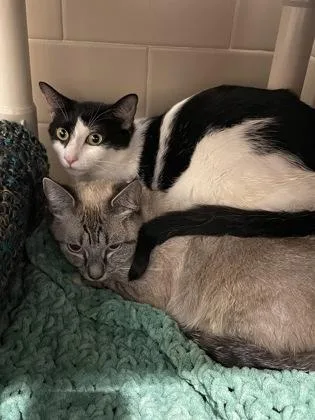 An adult small-sized female Domestic Short Hair cat named Whitney for adoption in Bellevue, WA