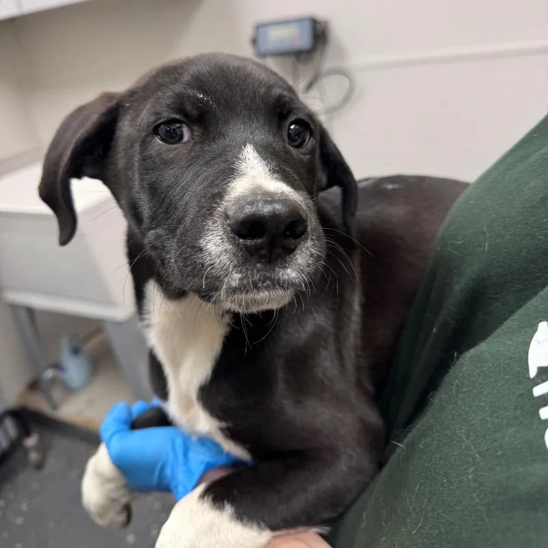 A baby small-sized male Black Mixed Breed dog named Edgar for adoption in Columbiana, AL