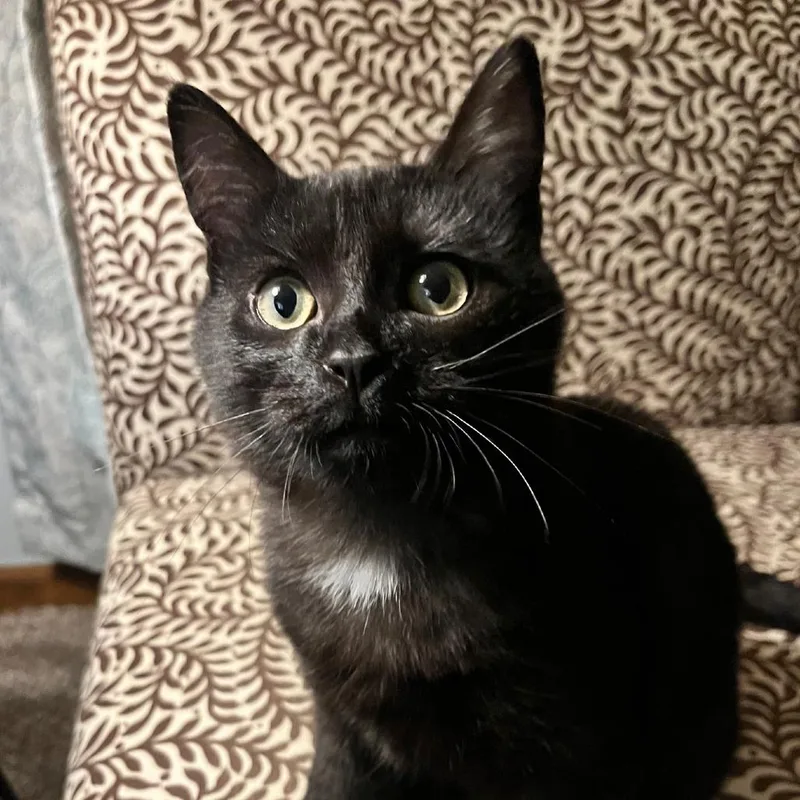 A young medium-sized male Black Domestic Short Hair cat named Basil for adoption in Durham, NC