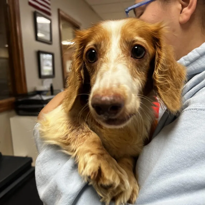 A senior small-sized female Dachshund (Miniature Long Haired) dog named Maple for adoption in Norfolk, NE