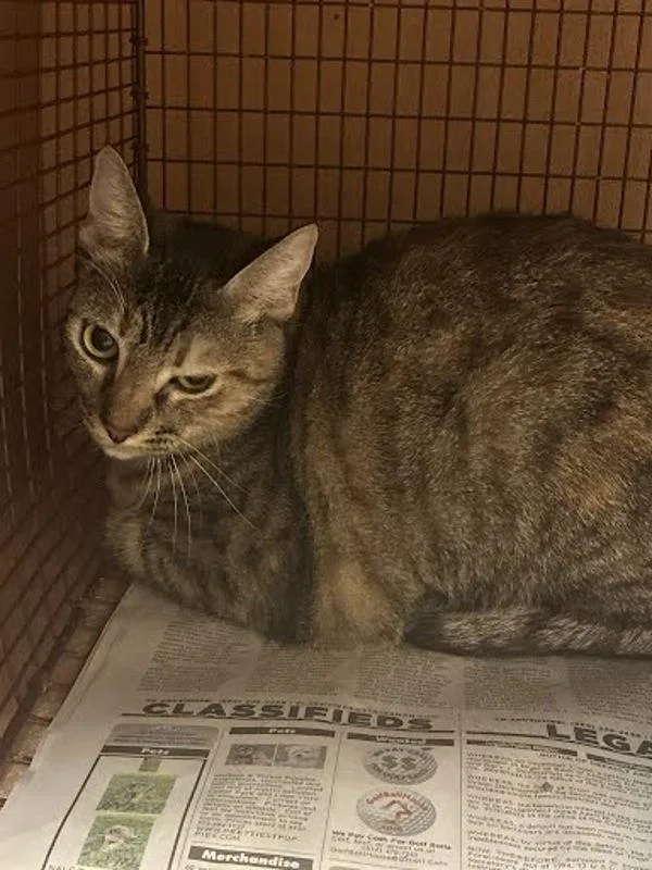 A young small-sized female Domestic Short Hair cat named Dolly for adoption in Austin, TX