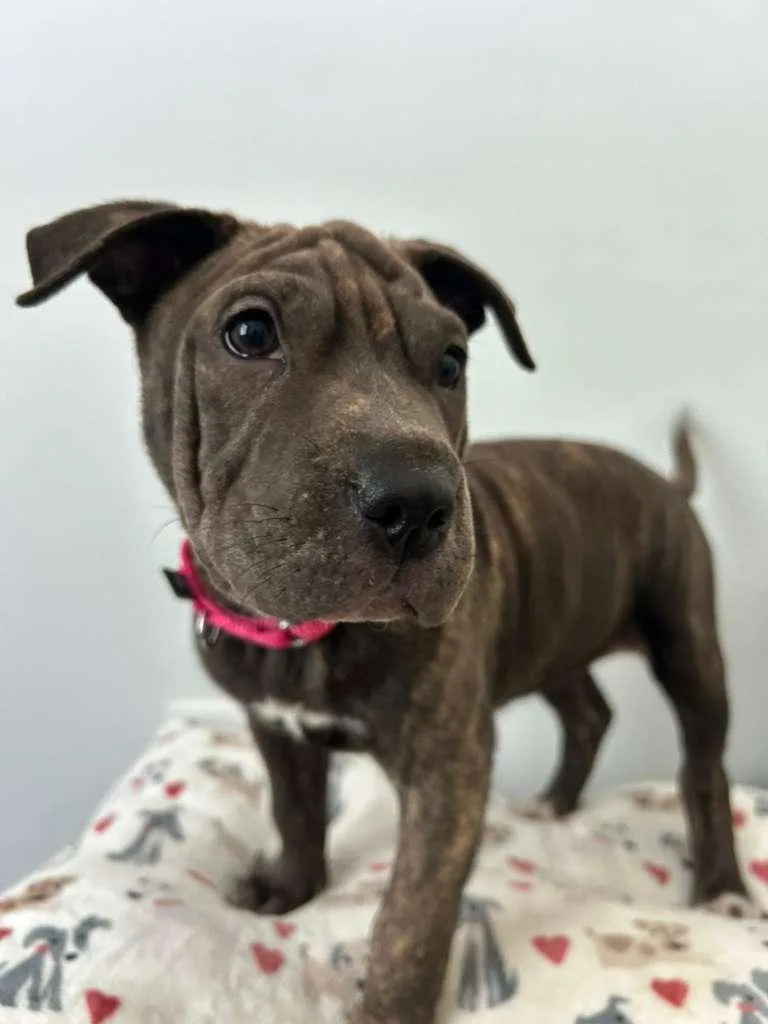 A baby small-sized female Brindle Wirehaired Terrier dog named Honey for adoption in South Houston, TX