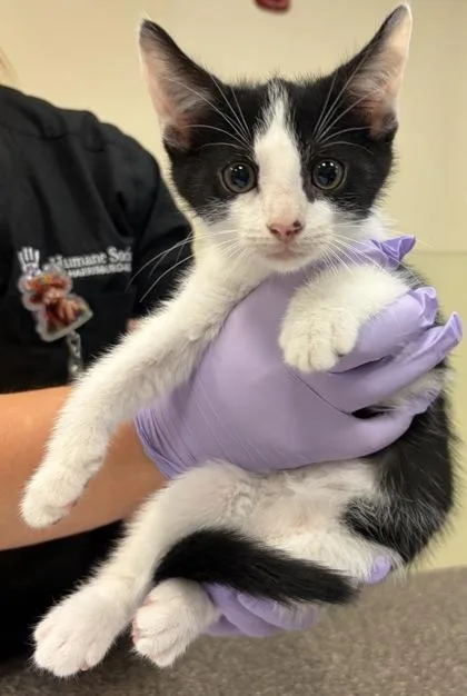 A baby small-sized male Domestic Short Hair cat named Oreo for adoption in West Chester, PA