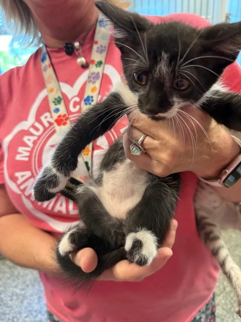 A baby small-sized male Domestic Short Hair cat named Frankie for adoption in Columbia, TN