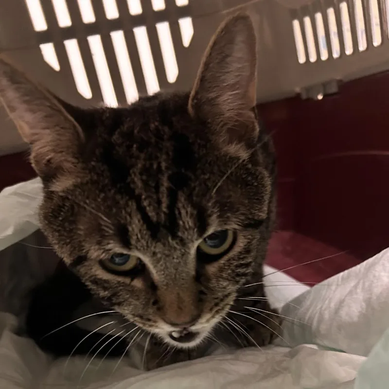 A young medium-sized male Brown / Chocolate Domestic Short Hair cat named Poof Aka Sid for adoption in PITTSBURGH, PA