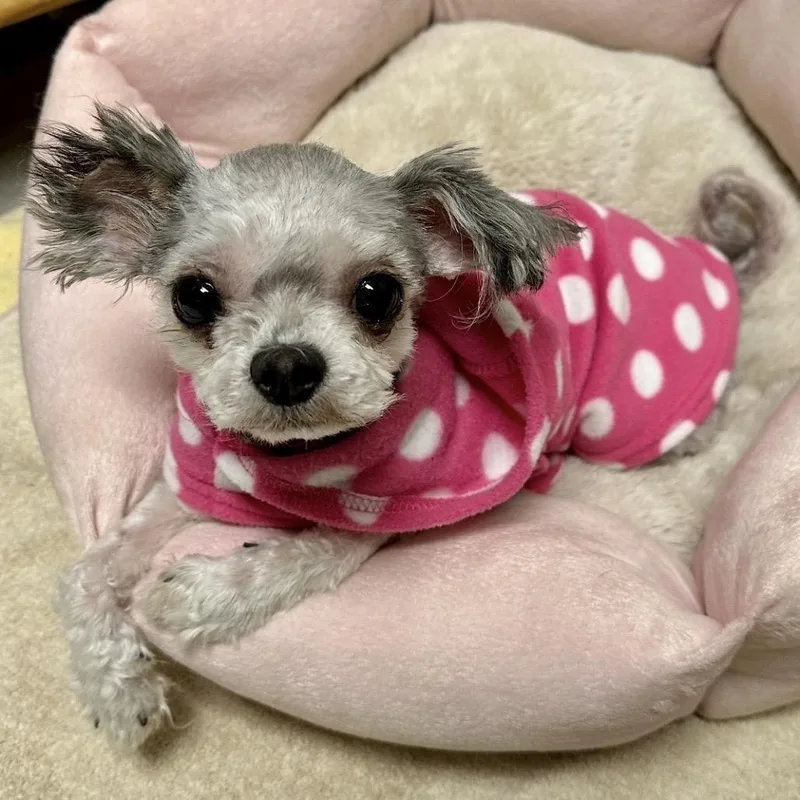 An adult small-sized female Gray / Blue / Silver Shih Tzu dog named Cece for adoption in Middleburg Heights , OH