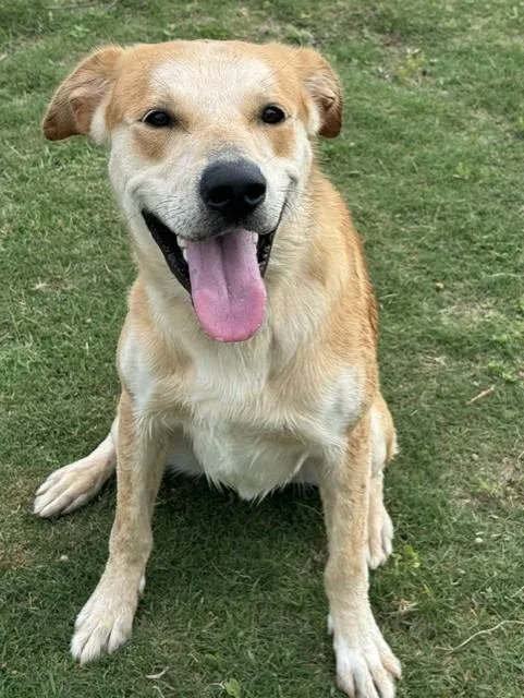 An adult large-sized male Brown / Chocolate Yellow Labrador Retriever dog named Marshmellow for adoption in Lynn Haven, FL