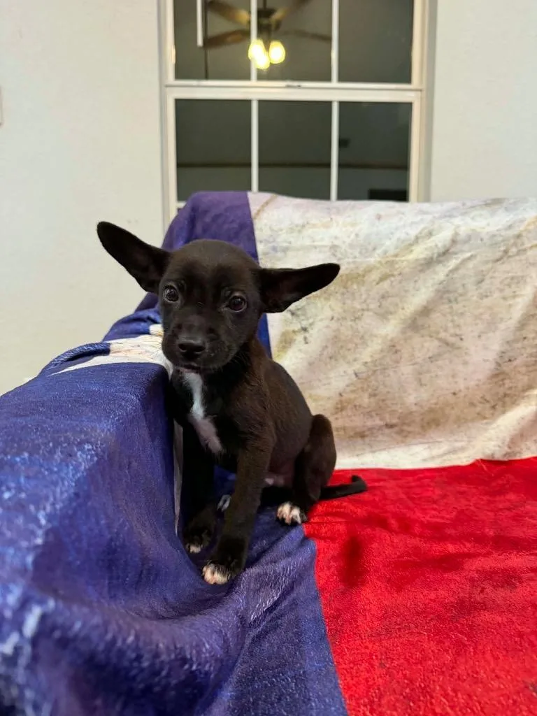 A baby small-sized male Chihuahua dog named Jack for adoption in Bristol, WI