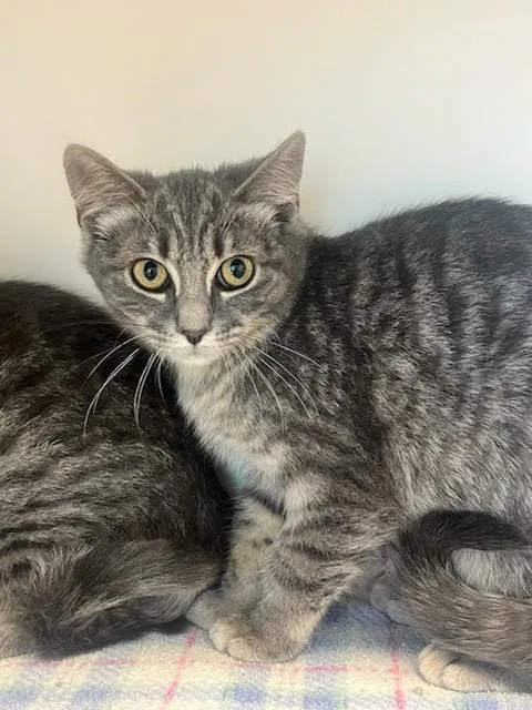 A baby small-sized female Domestic Short Hair cat named Pistachio for adoption in Manassas, VA