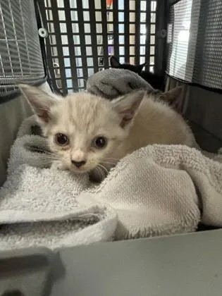 A baby small-sized female Domestic Short Hair cat named Roux for adoption in Port Allen, LA