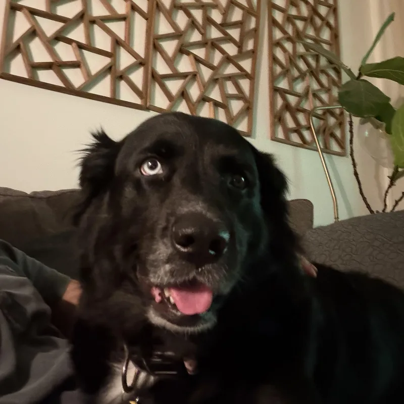 An adult medium-sized female Black Australian Shepherd dog named Moonie for adoption in New Orleans, LA