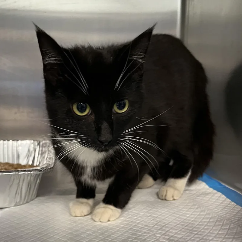An adult medium-sized female Black Domestic Short Hair cat named Monroe for adoption in Greensboro, NC