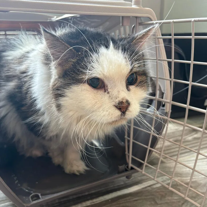 A senior small-sized male White Domestic Long Hair cat named Lucky Charms for adoption in West Des Moines, IA