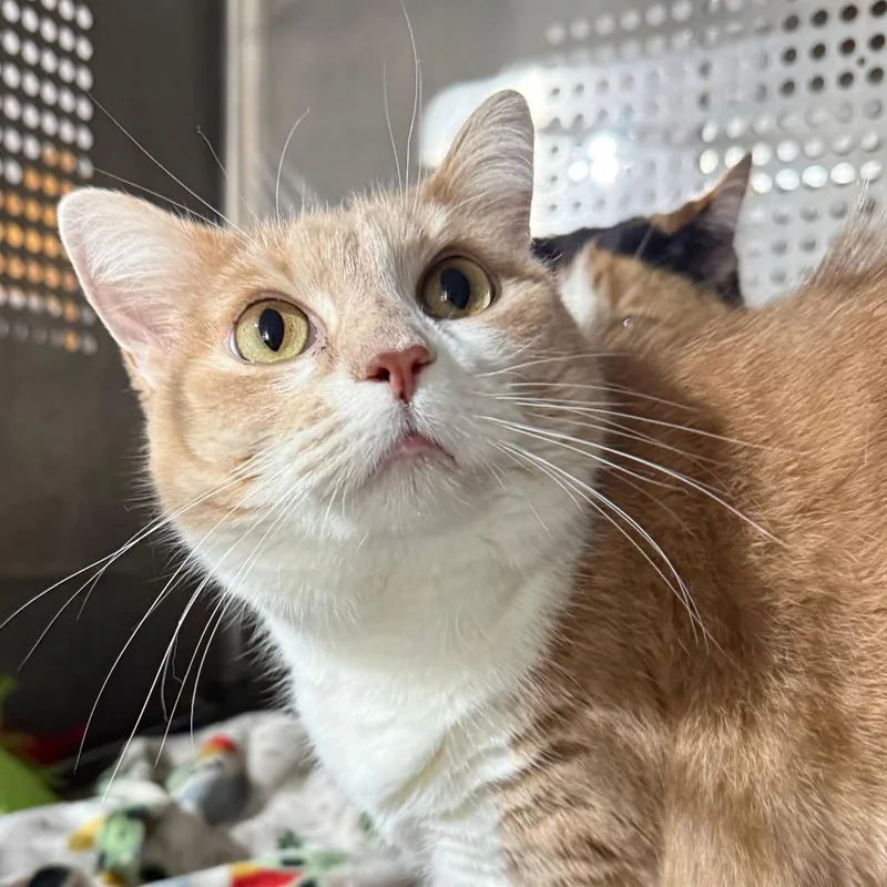 An adult large-sized female Buff & White Domestic Short Hair cat named Lily for adoption in Gresham, WI