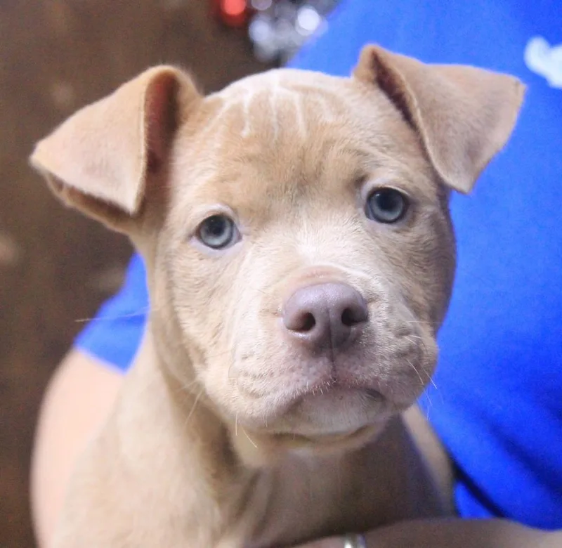 A baby large-sized female Mixed Breed dog named Champaign for adoption in Utica, MI