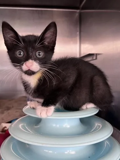 A baby small-sized male Domestic Short Hair cat named Socks for adoption in Houston, TX