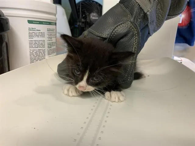 A baby small-sized male Domestic Short Hair cat named Tibia for adoption in Grand Prairie, TX