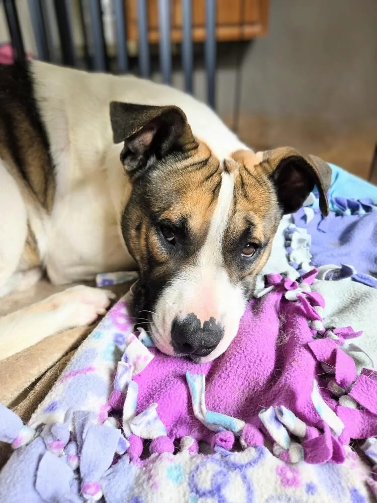An adult medium-sized male Pit Bull Terrier dog named Spud for adoption in Evergreen, CO