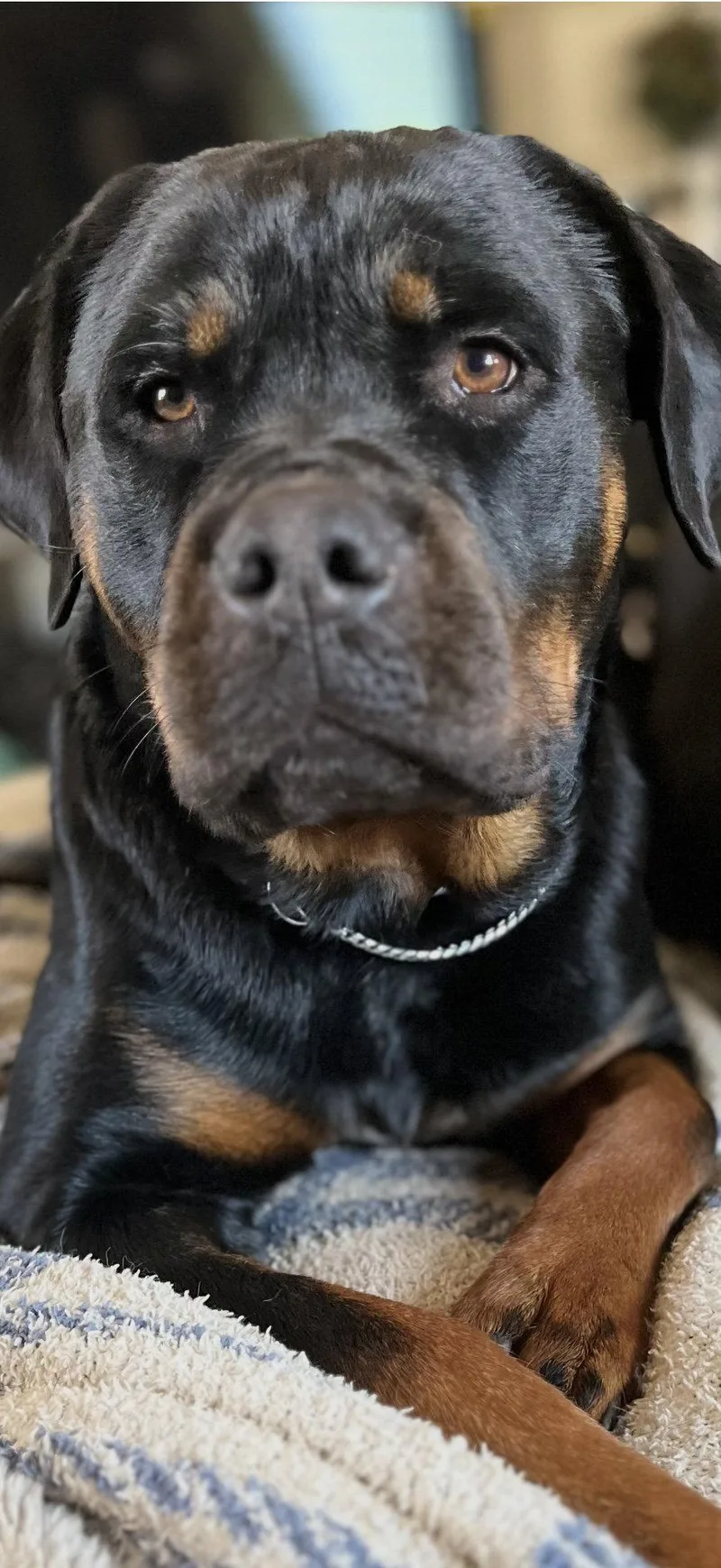 A young large-sized female Rottweiler dog named Lady Liberty for adoption in Mooresville, NC