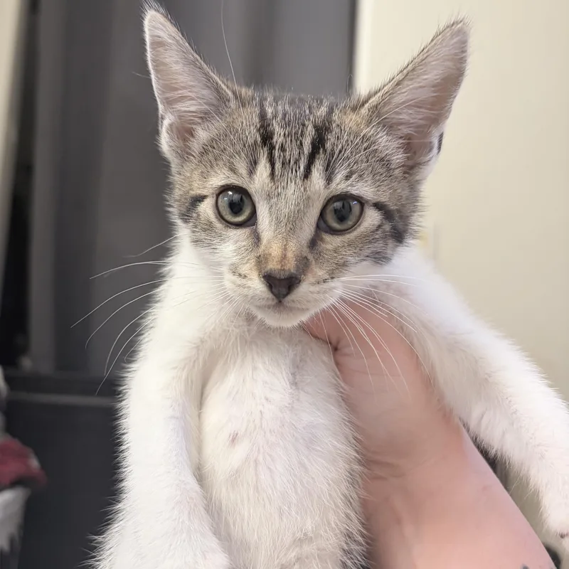 A baby medium-sized male Domestic Short Hair cat named Chili for adoption in Chandler, AZ