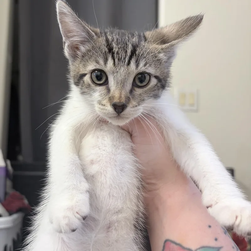 Chili thumbnail 2