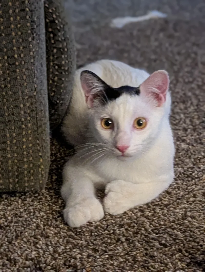 Abner