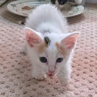 A baby small-sized female Calico Domestic Short Hair cat named Evanescence for adoption in Brownsboro, AL