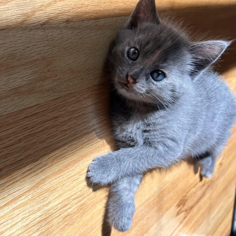 A young medium-sized female Domestic Short Hair cat named Blossom & Sweet Pea for adoption in Thomaston, CT