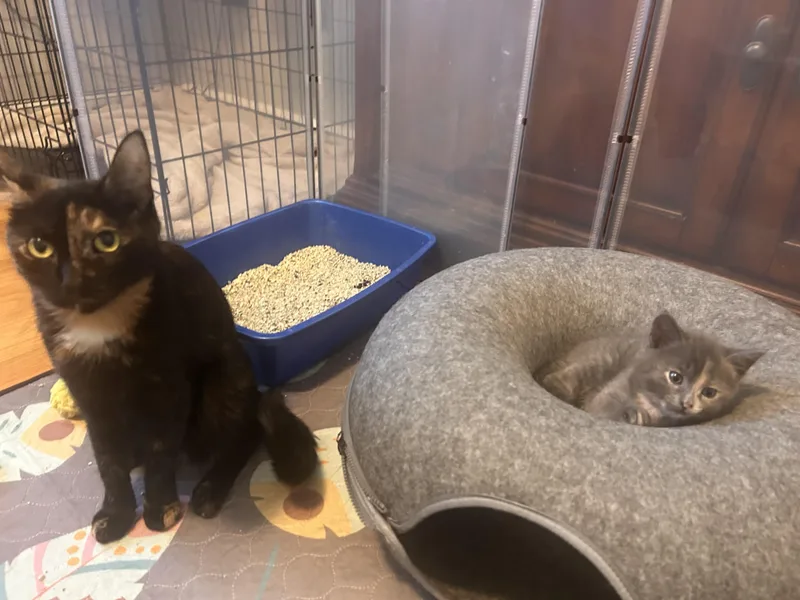 Blossom & Sweet Pea thumbnail 4