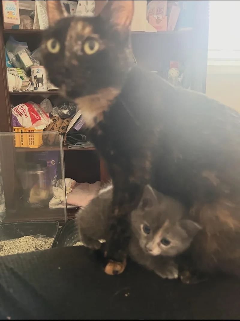 Blossom & Sweet Pea thumbnail 5