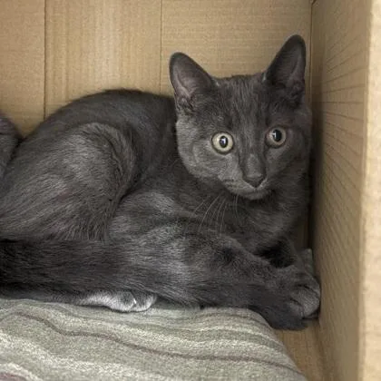 A baby small-sized male Domestic Short Hair cat named Lani for adoption in Voorhees, NJ