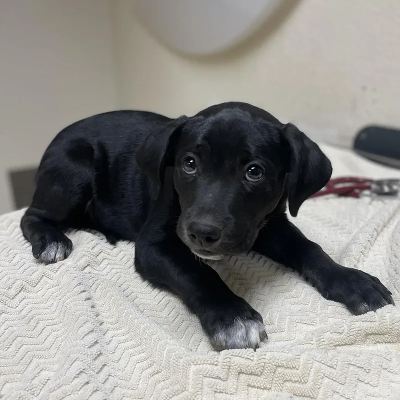A baby small-sized male Black Pit Bull Terrier dog named Professor Pumpkin for adoption in Riverside, CA