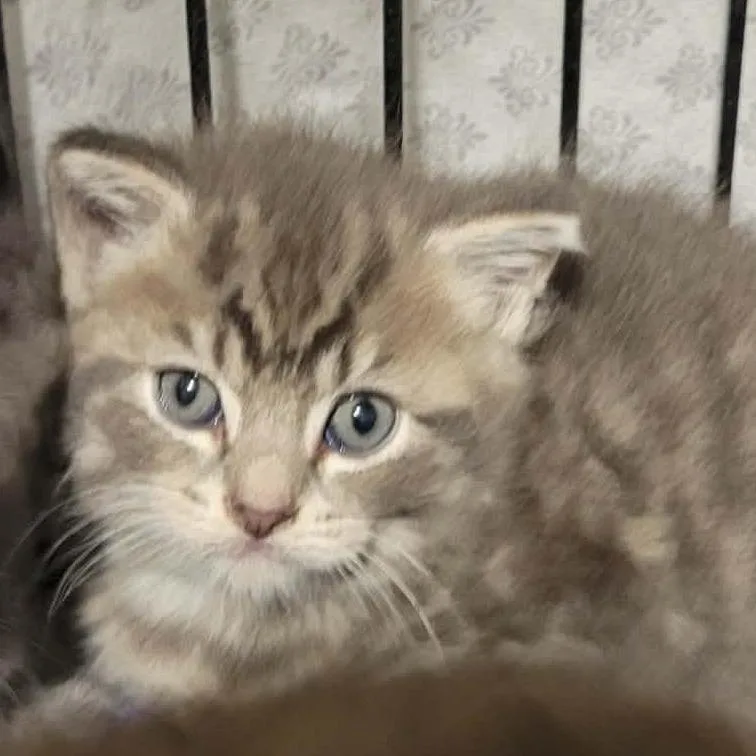 A baby small-sized male Gray / Blue / Silver Domestic Short Hair cat named Nebula for adoption in Danbury, CT