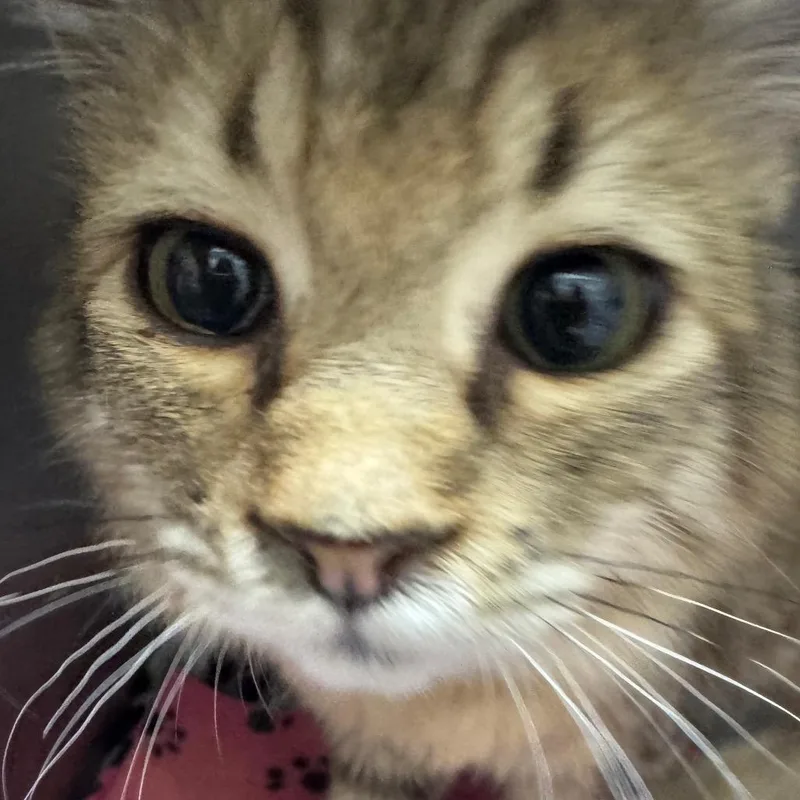 Kurt Cobain thumbnail 2