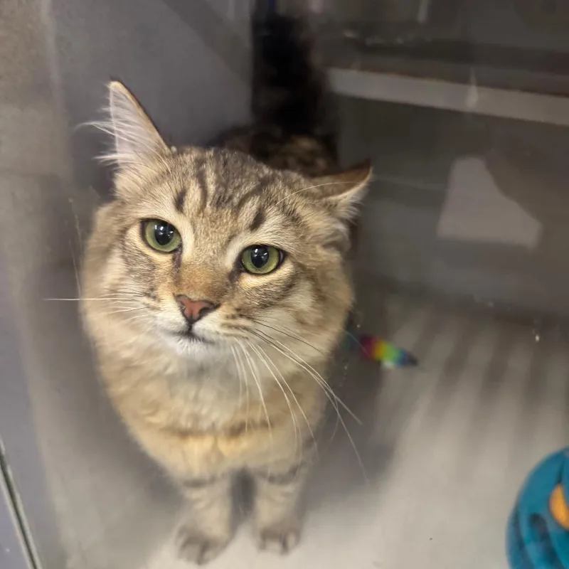 Kurt Cobain thumbnail 3