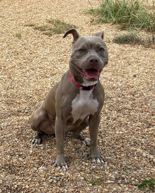 An adult medium-sized female Pit Bull Terrier dog named Stella for adoption in Virginia Beach, VA