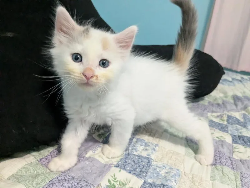 A young small-sized female Domestic Long Hair cat named Dolly for adoption in Yankton, SD