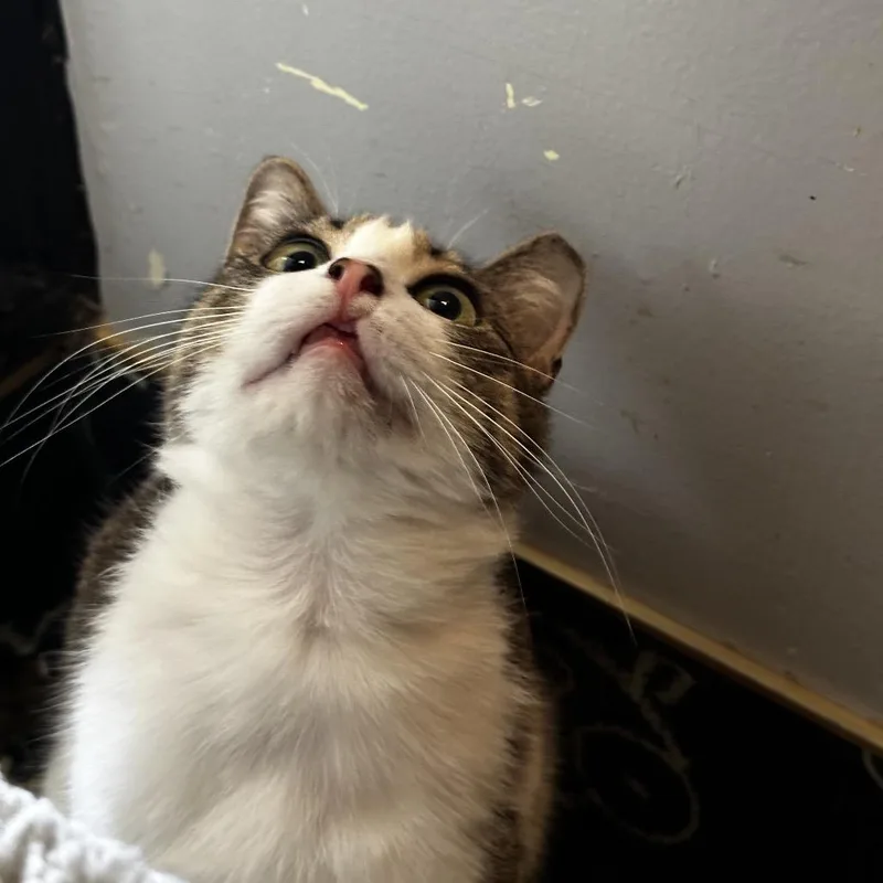 An adult medium-sized female Brown / Chocolate Domestic Short Hair cat named Hollyfield for adoption in Los Angeles, CA