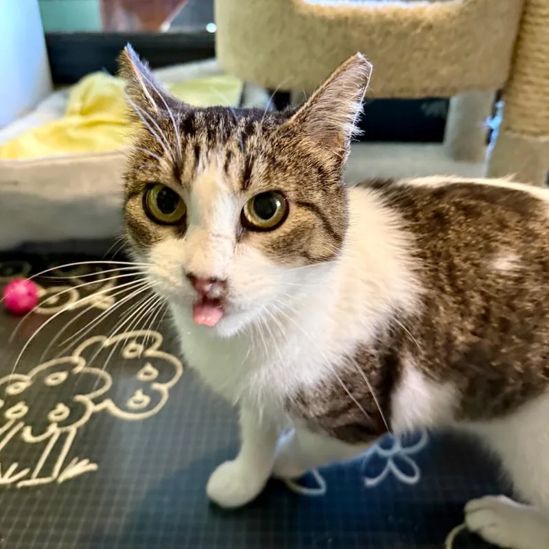 Hollyfield thumbnail 2