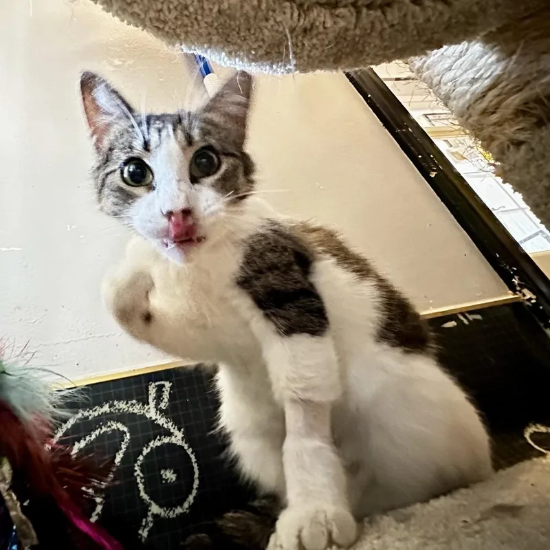 Hollyfield thumbnail 3