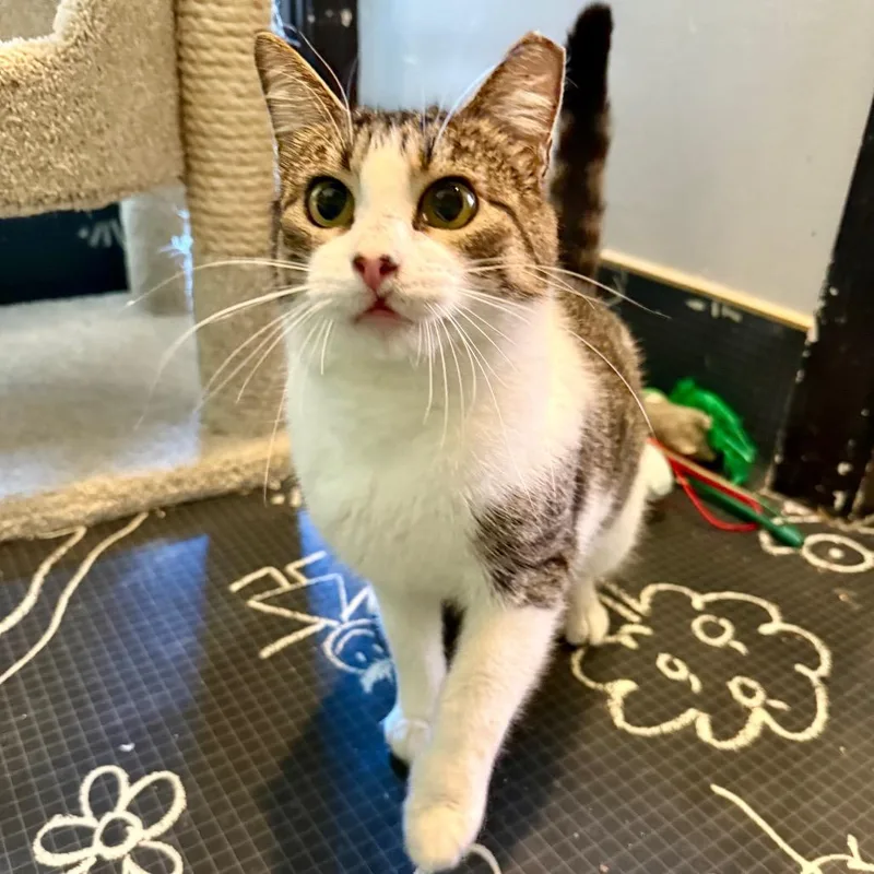 Hollyfield thumbnail 4