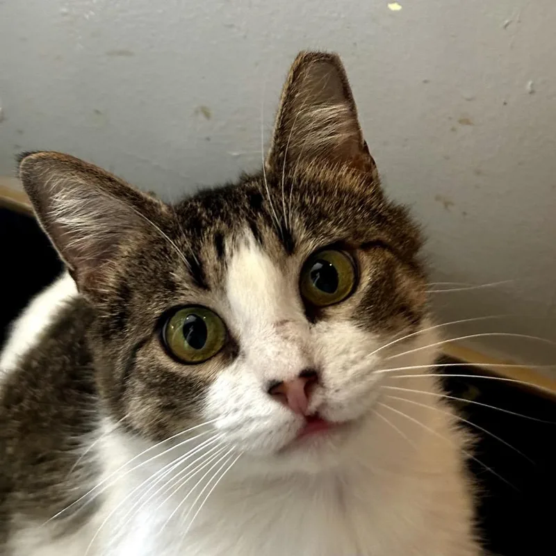 Hollyfield thumbnail 5