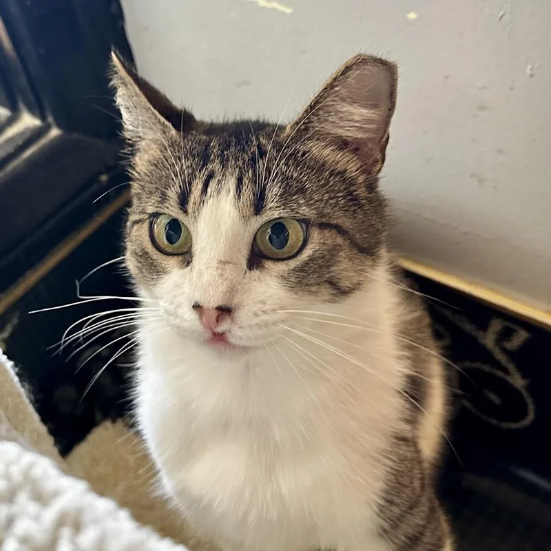 Hollyfield thumbnail 6