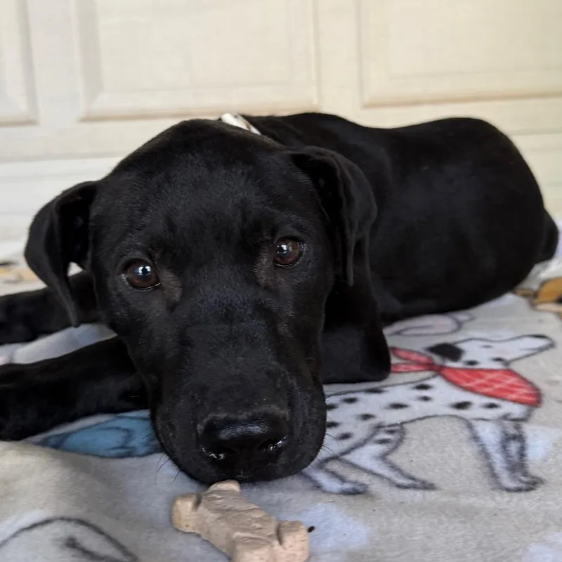 A baby medium-sized male Black Great Dane dog named Bruno for adoption in Pineville, MO