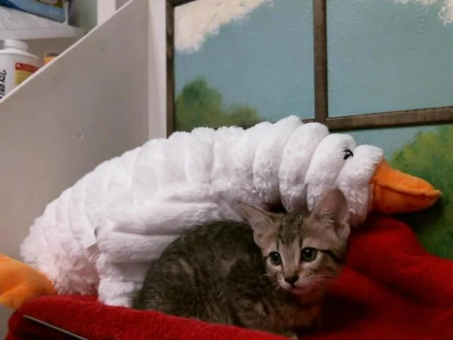 A baby small-sized female Domestic Short Hair cat named Karen for adoption in Houston, TX