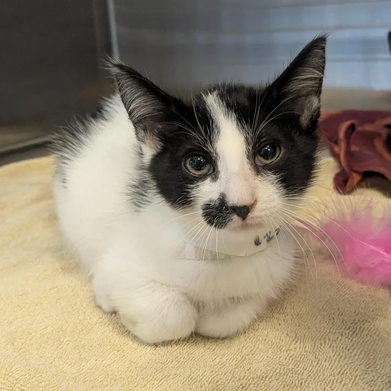 A baby small-sized male Black Domestic Short Hair cat named Rocket for adoption in Birmingham, AL
