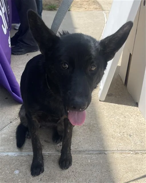 A young large-sized female Mixed Breed dog named Beanie for adoption in Dallas, TX