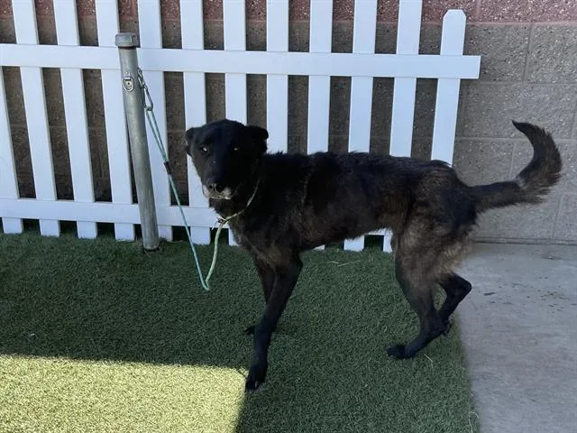 Tala