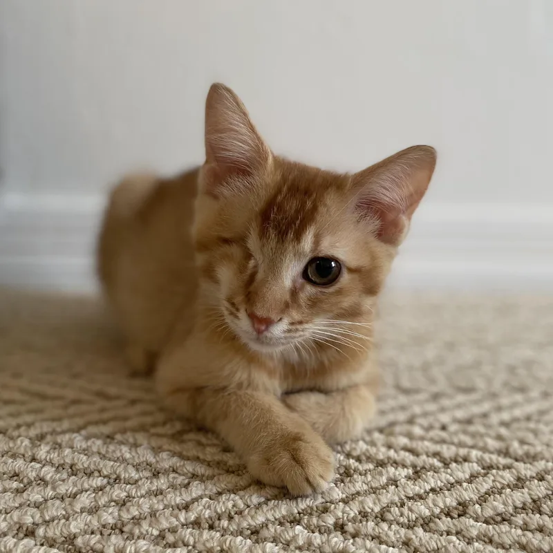 A baby medium-sized male Tabby (Orange / Red) Domestic Short Hair cat named Winky for adoption in Houston, TX